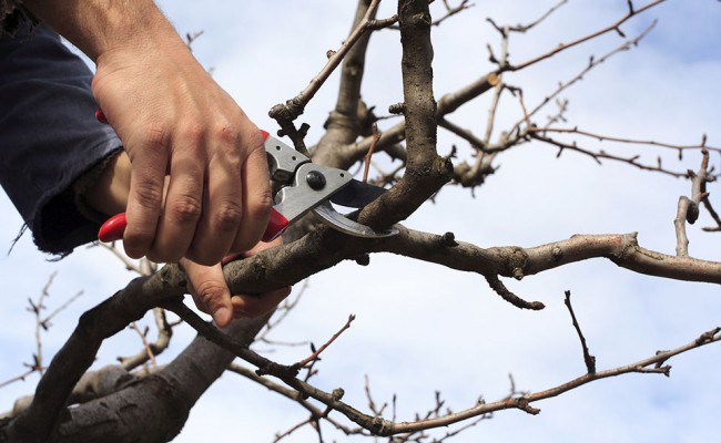 Tree cutting in spring