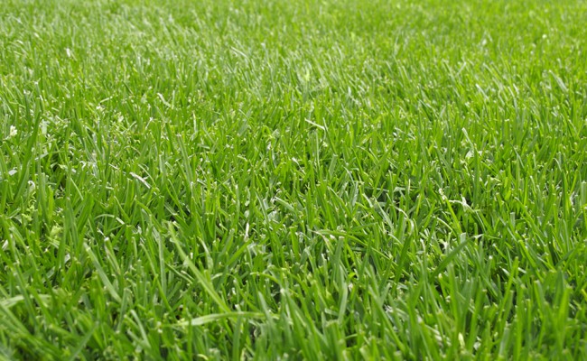 Grass