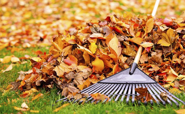 Fall leaves with rake