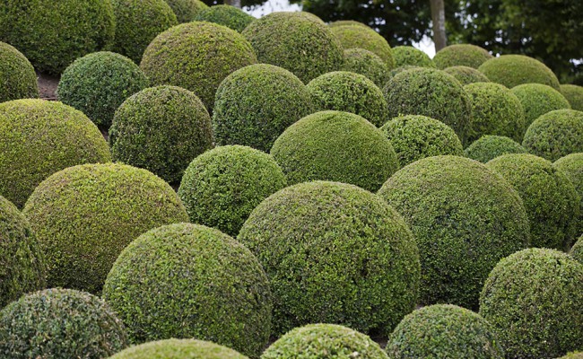 Boxwood  – Green garden balls in France,