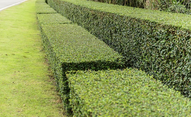a well landscaped and manicured hedge of bushes