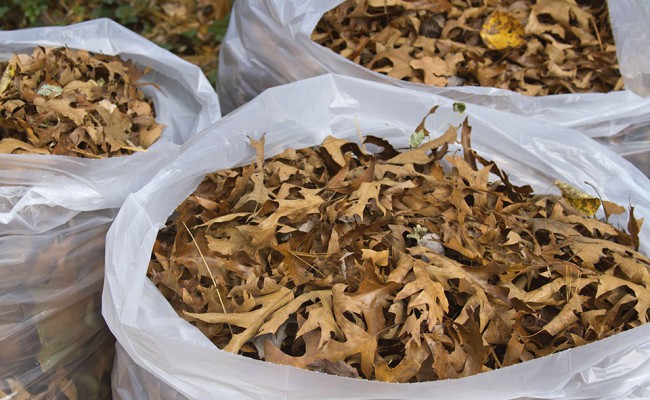 Overflowing Bags of Autumn Oak Tree Leaves