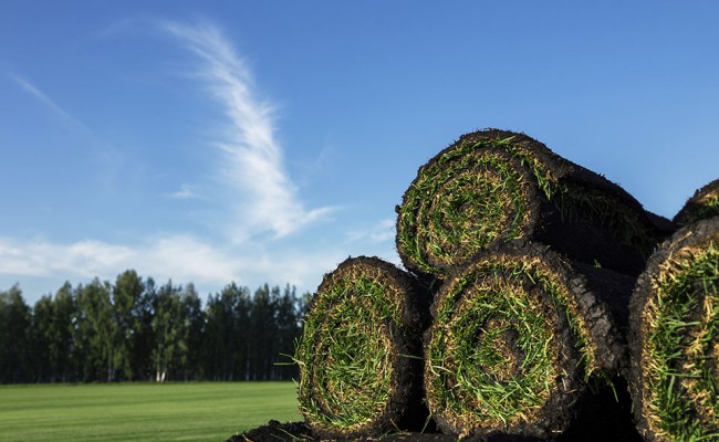 Rolls of fresh grass turf