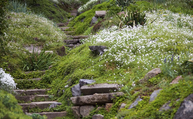 Stony stairs in the green garden