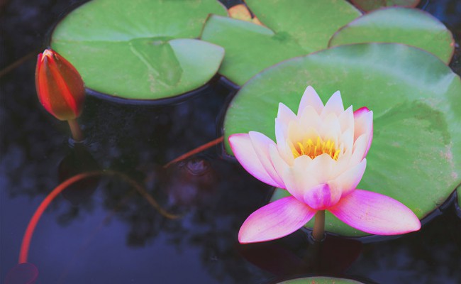 pond with lotus flowers