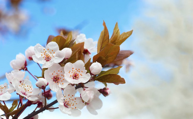 blooming trees