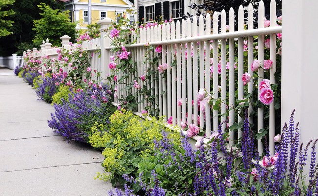 Garden Fence, Pink Roses, Speedwell